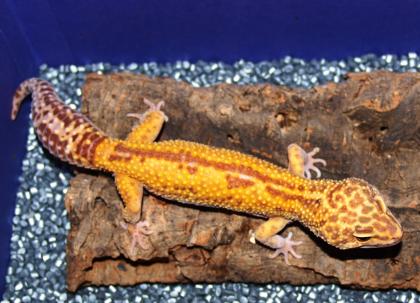 1. 0 LEOPARDGECKO ZUCHTMÄNNCHEN APTOR DENARO-GECKOS