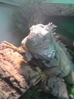 Suchen hübsches leguan mädchen für karlchen
