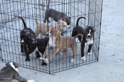 Pitbull Terrier Welpen