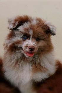 Mittelspitzrüdenwelpe merle mit blauen Augen