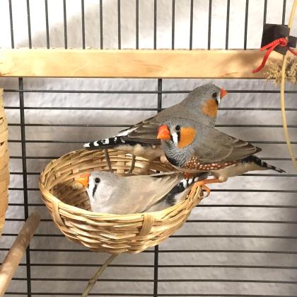3 Zebrafinken zu verschenken