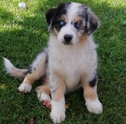 Suche Australian Shepherd mit Papiere