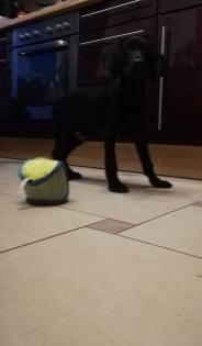 Weimaraner-Cockermix Welpe