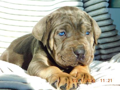 Antikdoggen Welpen