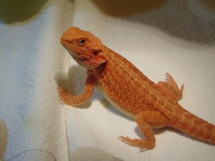 2 Bartagamenmädchen abzugeben