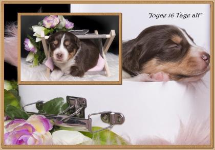 Australian shepherd Welpen