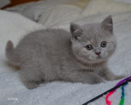 Süße reinrassige Britisch Katzenbabys