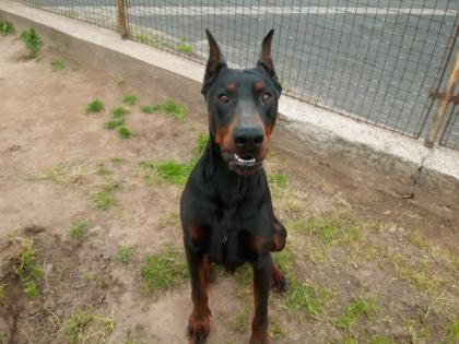 Suche einen Dobermann bis 11 Monate alt, Preisgünstig