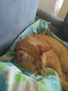 Kater, kastriert