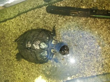 Gelbwangenschildkröte Felix sucht ein neues Zuhause auf Lebenszeit