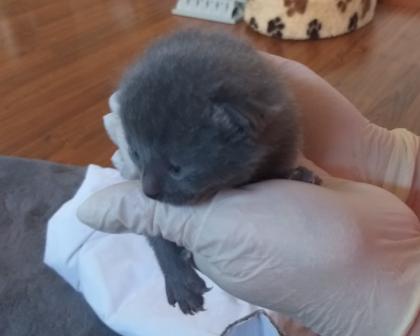 Original Chatreux Kitten
