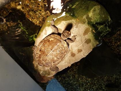 Gelbwangen schmuckschilfkröte