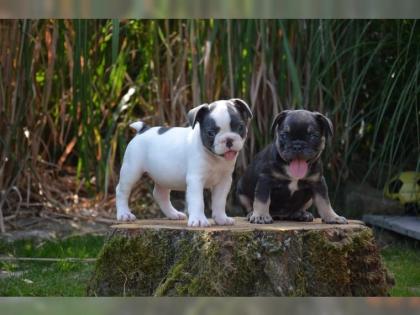 Reinrassige Französische Bulldogge Welpen