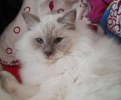 Suche Katze