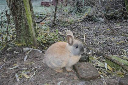 Zwergkaninchen zu verkaufen