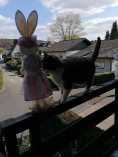 Katze entlaufen Lohmar Vermisse meine Katze Lohmar Suche meine Katze