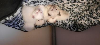 Bkh/Siam Kitten