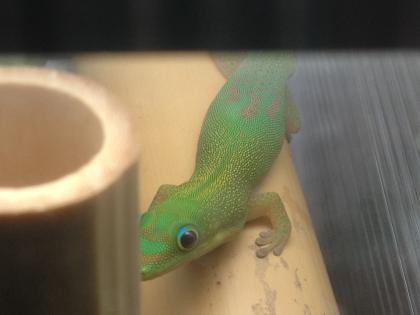 Goldstaubtaggecko Phelsuma Laticauda