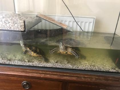 2 Wasserschildkröten mit Terrarium zu verschenken