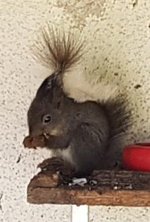 3 junge Eichhörnchenböckchen