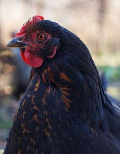 Rassegeflügel Marans Hühner Nachzüchtung, von Privat Schutzgeimpft 20 wochen alt