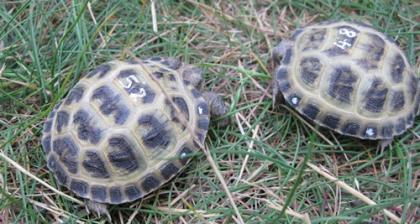 Vierzehenschildkröten / Steppenschildkröten NZ 2021