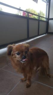 Suche Welpe / Junghund
