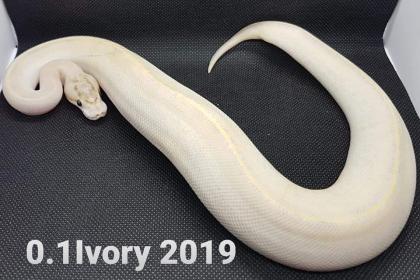 0. 1 Ivory von 2021