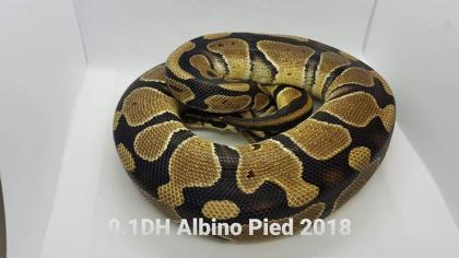 0. 1 DH Albino Pied