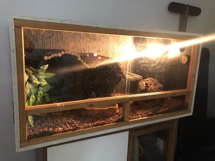 Kornnatter mit oder ohne Terrarium