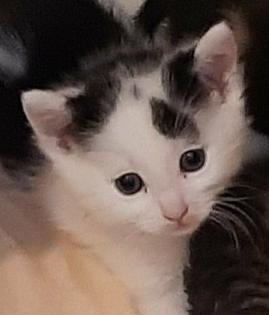 1. Katerchen BKH 11 Wochen alt abzugeben