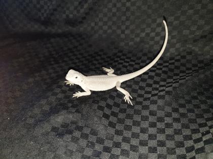 Seltene weiße Zero und Rote Bartagamen Pogona Vitticeps Abzugeben