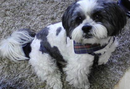 Suche einen Hund Welpe bis 1 Jahr