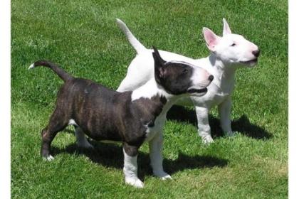 FCI Miniature Bull Terrier Welpen -