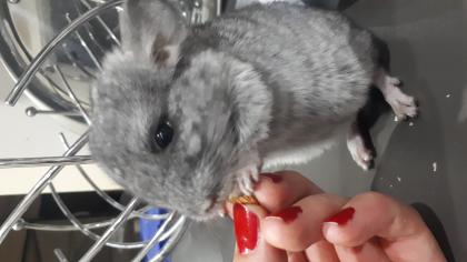 Chinchillas suchen ein neues zu Hause