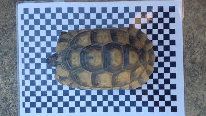 Breitrandschildkröten Testudo marginata