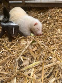 Stinktiere aus 05 20 abzugeben