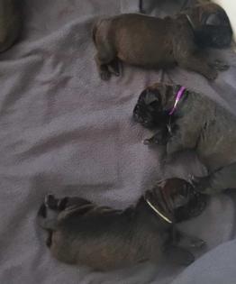 Cane corso italiano welpen