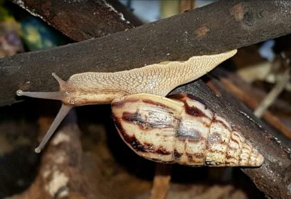 5 x Limicolaria flammea Zuchtgruppe