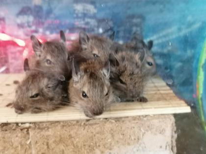 Degu männlich und weiblich