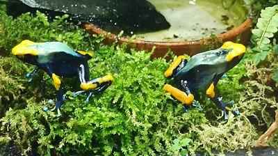 Dendrobates tinctorius Tumuqumaque 1. 1