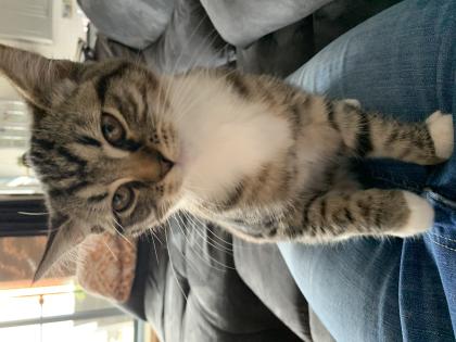 Liebe BKH Katze und Persermix Katze abzugeben