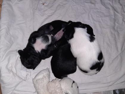 Pekingese- Jack Russel Welpe