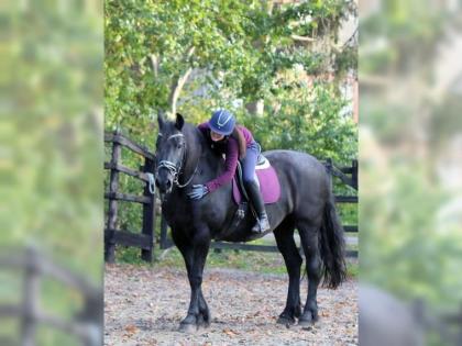 Liebe Zuverlassige ALL-ROUND Friesen Stute