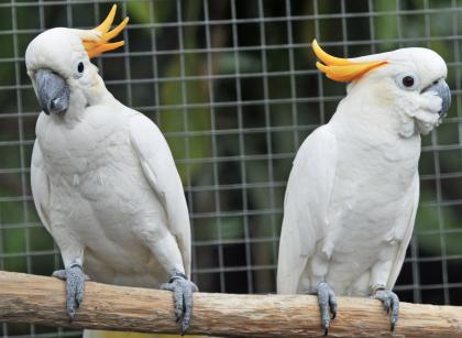 Suche Orangehaubenkakadus Orangehauben Kakadu