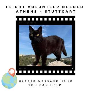 Flugpate für Katze ATHEN-STUTTGART