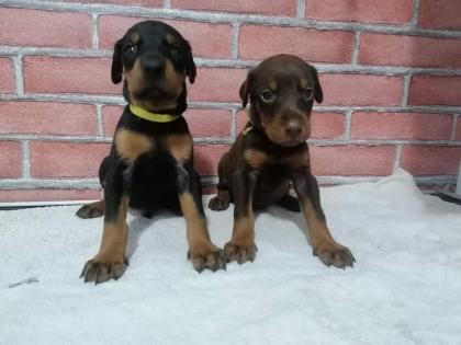 Dobermann welpen in Schwarz und Braun
