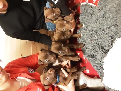 Red Nose Pitbull