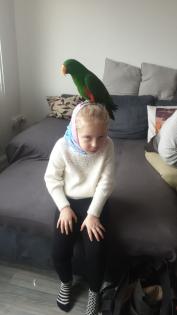 Suche Neuguinea Edel Papagei