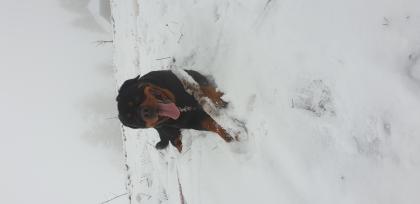 Suche Hundedame für mein Rottweiler Rüde